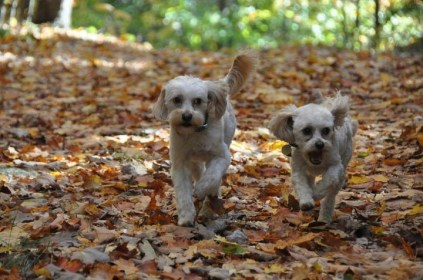 Frolicking in the cottage
