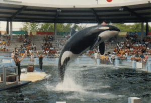 Lolita, slave to entertainment