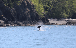 Free J pod orca does a tail slap!