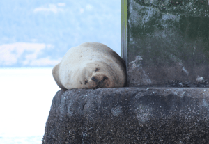 Lounging Stellar Sea Lion